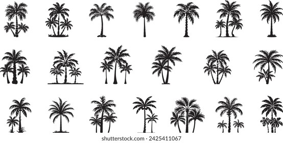 Set tropical palm trees with leaves, mature and young plants, black silhouettes isolated on white background. Vector