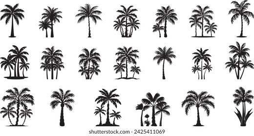 Set tropical palm trees with leaves, mature and young plants, black silhouettes isolated on white background. Vector