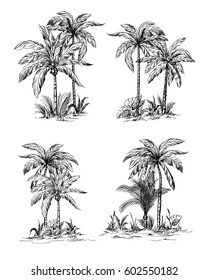 Set Tropical Palm Trees With Leaves, Mature And Young Plants, Black Silhouettes Isolated On White Background. Sketch Design.