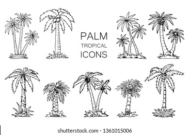 Set of Tropical Palm Trees. Vector Illustration. Line Sketch Graphic Style. 