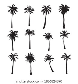 Set tropical palms and trees on white background. Vector illustration.