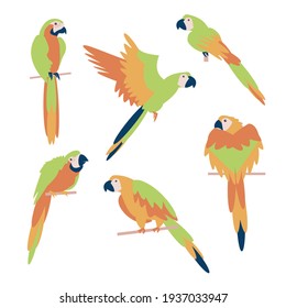 Set of tropical parrots on white background Flat isolated illustration