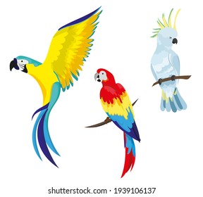 A set of tropical parrots. Parrots of various bright colors, in flight and sitting on a branch. Summer design element.