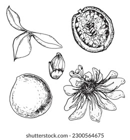 Conjunto de frutas de pasión tropical y de ilustraciones de vectores de flores de pasión aisladas en blanco. Maracuja, fruta cortada a mano. Elemento de diseño para envoltura, menú, suavizado, ingrediente, vajilla