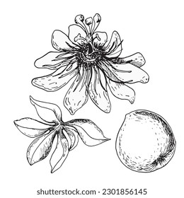 Set of tropical passion fruit and passion flower vector illustration isolated on white. Maracuja fruit, leaf hand drawn. Design element for wrapping, menu, smoothies, ingredient, tableware