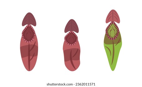 conjunto de plantas tropicales