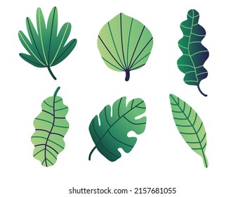 Set of tropical plants. Different palm leaves.