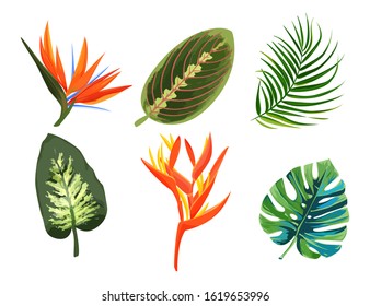 Set of tropical plants. Exotic flowers and leaves collection.