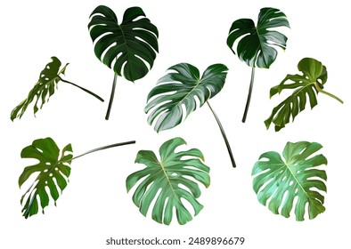 Set of tropical plants. Exotic, jungle, tropic. monstera leaves