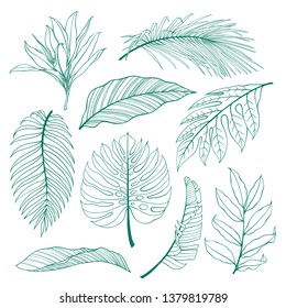 Set Of Tropical Plants Leaves. Botanical Vector Outline. Coconut Palm, Monstera, Banana Tree.