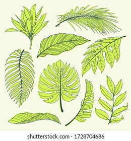 Set Of Tropical Plants Leaves. Botanical Vector Outline And Silhouettes. Coconut Palm, Monstera, Banana Tree.