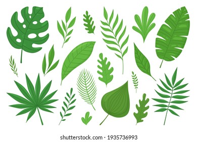 Set of tropical plants. Monstera, banana and palm leaves, green exotic foliage. Can be used for wedding invitations, greeting cards, prints, postcards, posters. Botanical vector illustration isolated