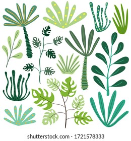 Set of tropical plants. Various exotic plants in cartoon style. Vector illustration isolated on a white background for design and web.