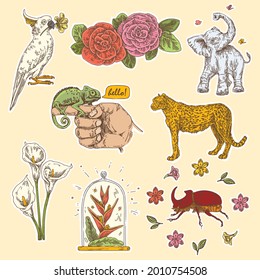 Set of tropical stickers. Elephant, cockatoo, cheetah, chameleon rhinoceros beetle and tropical flowers. Sketch. Engraving style. Vector illustration.