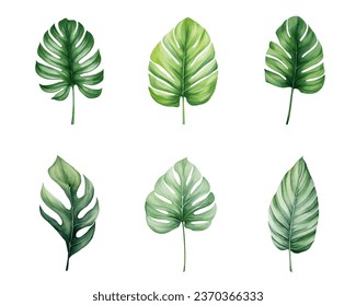 Set of tropical watercolor leaves, Exotic plants, palm leaves, monstera on an isolated white background