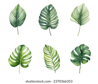 Set of tropical watercolor leaves, Exotic plants, palm leaves, monstera on an isolated white background