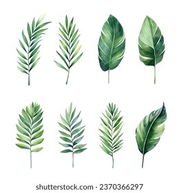 Set of tropical watercolor leaves isolated white background