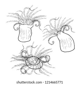 set Tubastraea solar coral underwater vector illustration