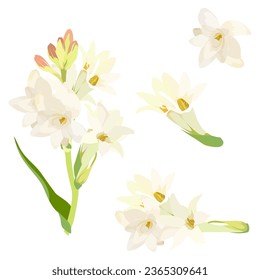 Set of Tuberose flowers isolated on white background. vector illustration.