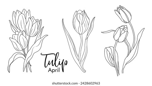 Set of Tulip April birth month flower drawings. 