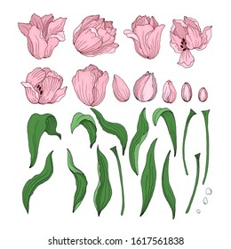 Set of Tulip flowers. Collection of pink tulips side view open buds leaves stems isolated on a white background. Floral Botanical flower. Hand drawing of Tulip flower elements. Vector graphics