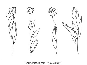 Set of tulip flowers drawn by one line. Spring image in lineart style. Vector illustration. Hand drawing