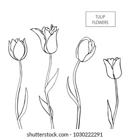 Set of Tulip flowers hand drawn, black on white background. Vector illustration. Eps10