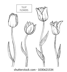 Set of Tulip flowers hand drawn, black on white background. Vector illustration.Eps10