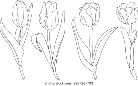 Set tulip flowers. Hand drawn spring flowers. Monochrome vector botanical illustrations in sketch, engraving style.