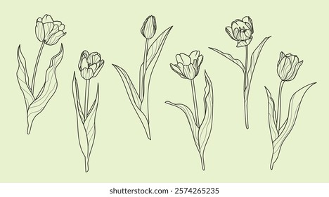 Set of tulip flowers in line art style. Springtime flower vintage boho style for textiles, wall art, fabric, wedding invitation, cover design. Vector illustrations.