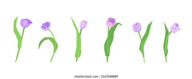 Set of tulip flowers vector, Purple flowers. Pastel color. Isolated elements