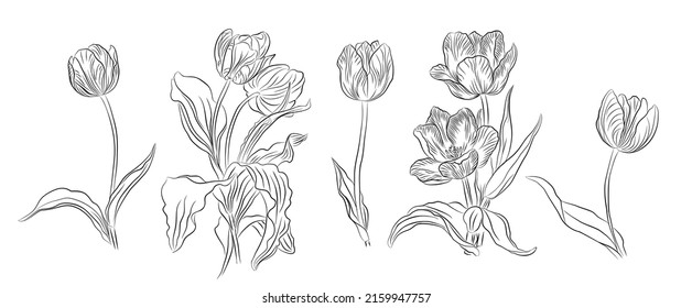 12,363 Tulip contour Images, Stock Photos & Vectors | Shutterstock