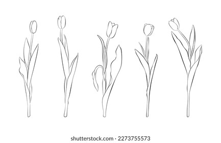 Set of tulips art line black and white drawing isolated. A hand drawn vector sketch of spring flowers. Cut out line of flowers.