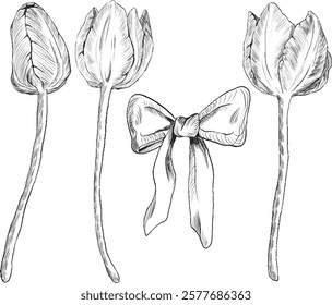 A set of tulips with a bow is a vector black and white illustration in the style of line art, a black and white illustration isolated on a white background. tulips vector illustration.