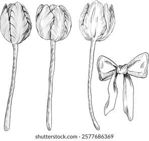 A set of tulips with a bow is a vector black and white illustration in the style of line art, a black and white illustration isolated on a white background. tulips vector illustration.