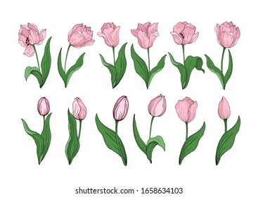 Set of tulips buds leaves stems isolated on white. Hand drawing of blooming Tulip bouquets. Vector Botanical decorative element.