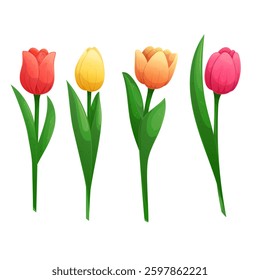 A set of tulips of different colors on a white background. Isolated vector illustration for the design of postcards, clothing, textiles, banners and posters.