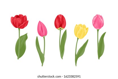 Set of tulips in different colors and shapes. Yellow, red and pink blooming tulips flowers and green leaves isolated on white background. Vector illustration of spring flowers in cartoon flat style.