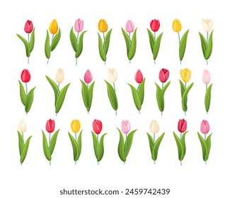 A set of tulips of different colors and shapes. Tulip flower with stem and leaves. A bulbous spring flowering plant of the lily family with bright, cup shaped flowers.