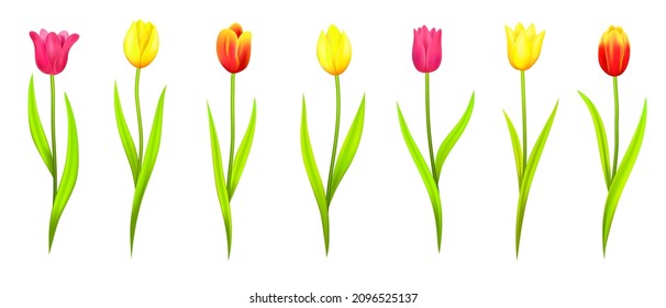 Juego de tulipanes con diferentes flores, flores de primavera para tarjetas de vacaciones para el 8 de marzo, bodas y decoraciones, tulipanes para el Día Internacional de la Mujer y regalos. Ilustración del vector