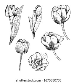 Set of tulips drawn by hand. Blooming flowers with leaves and stems. Black and white vector illustration in doodle style. Floral design. Elements are isolated on a white background