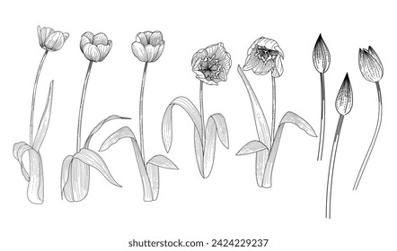 Set of tulips flower hand drawn sketch for drawing book vector illustration isolated on white background