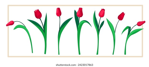 Set of tulips flowers. Spring plants. 