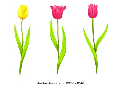 Set of tulips, isolated spring flowers on white background for holiday decorations and vector illustrations