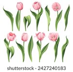 Set of Tulips on an isolated background in cartoon style. Spring pink flowers for Women's Day, Easter. Vector floral illustration