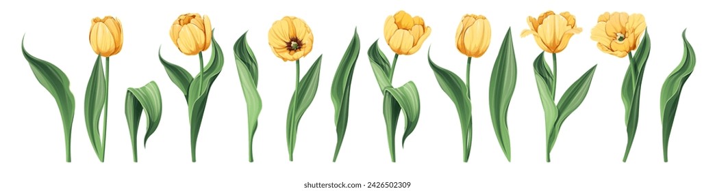 Set of Tulips on an isolated background in cartoon style. Spring yellow flowers for Women's Day, Easter. Vector floral illustration.