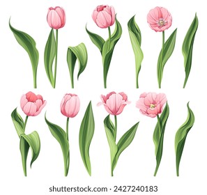 Conjunto de tulipanes sobre un fondo aislado en estilo de dibujos animados. Flores rosadas de primavera para el Día de la Mujer, Pascua. Ilustración floral del vector