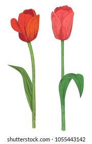 Set of tulips: red, pink flowers, green leaves, stems on white background. Botanical illustration for design, hand draw in engraving sketch vintage style, vector