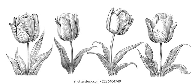 Set of tulips sketch hand drawn in doodle style illustration