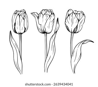 Set of tulips with stem and leaves hand-drawn black isolated on white background . Outline Style Spring Flowers Vector Illustration.